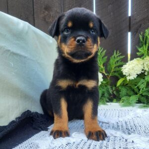 Female Rottweiler Puppy for Sale – Luna at 8 weeks old