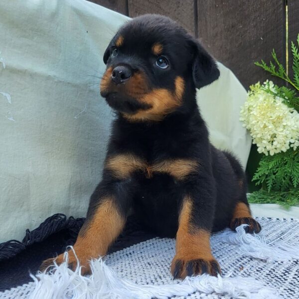 🐾 Female Rottweiler Puppy for Sale – Meet Luna 🐾 - Image 4