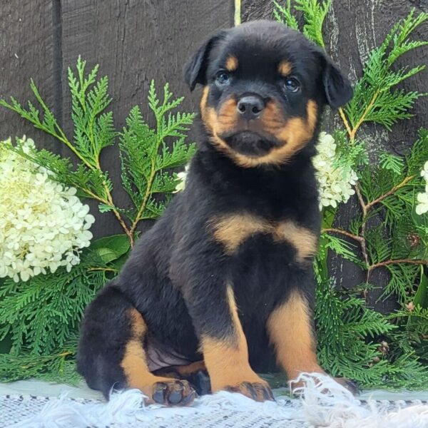 🐾 Female Rottweiler Puppy for Sale – Meet Luna 🐾 - Image 3