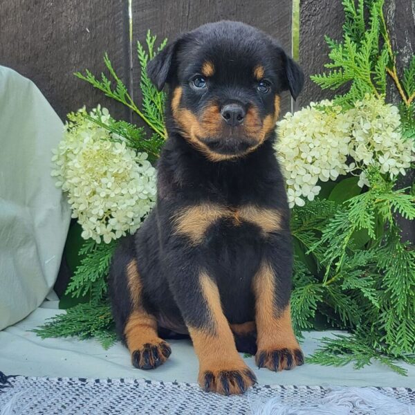 🐾 Female Rottweiler Puppy for Sale – Meet Luna 🐾 - Image 2