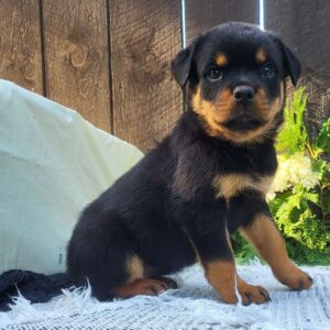 Female Rottweiler Puppy for Sale – Meet Gabon at 8 weeks old