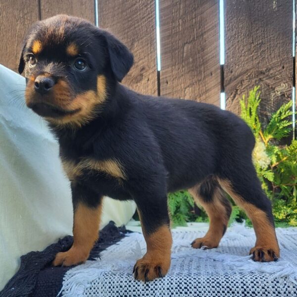 🐾 Female Rottweiler Puppy for Sale – Meet Gabon 🐾 - Image 4