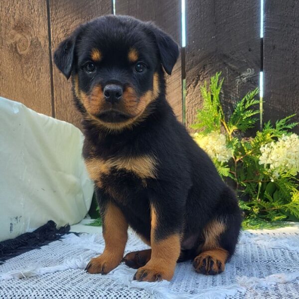 🐾 Female Rottweiler Puppy for Sale – Meet Gabon 🐾 - Image 3