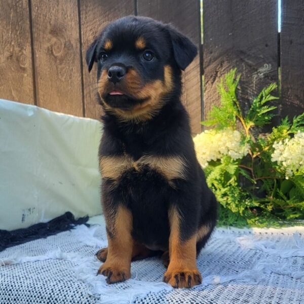 🐾 Female Rottweiler Puppy for Sale – Meet Gabon 🐾 - Image 2
