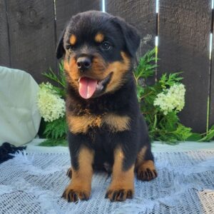 Male Rottweiler Puppy for Sale – Meet Diablo at 8 weeks old