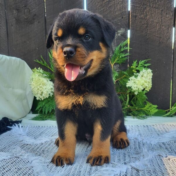 Male Rottweiler Puppy for Sale – Meet Diablo at 8 weeks old