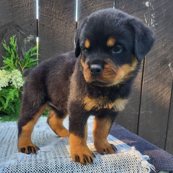 🐾 Male Rottweiler Puppy for Sale – Meet Diablo 🐾 - Image 4