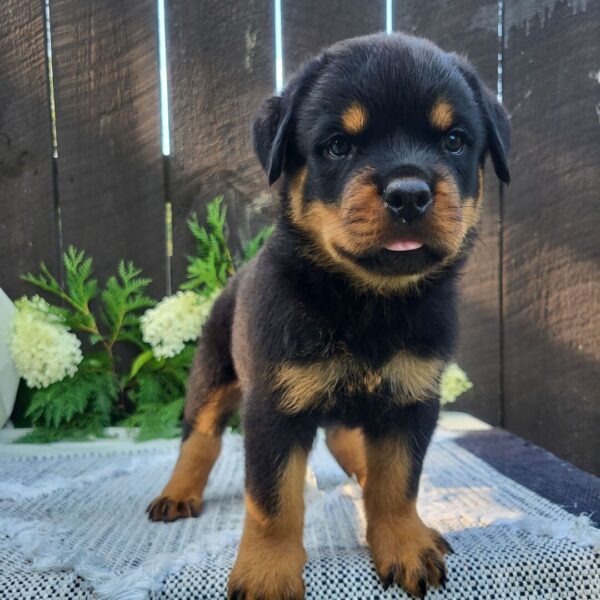 🐾 Male Rottweiler Puppy for Sale – Meet Diablo 🐾 - Image 3