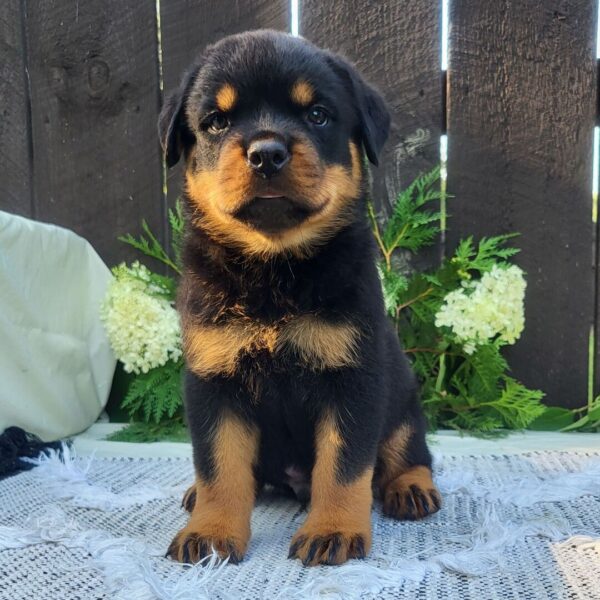🐾 Male Rottweiler Puppy for Sale – Meet Diablo 🐾 - Image 2