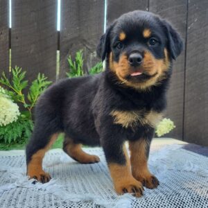 Female Rottweiler Puppy for Sale – Lady at 8 weeks old