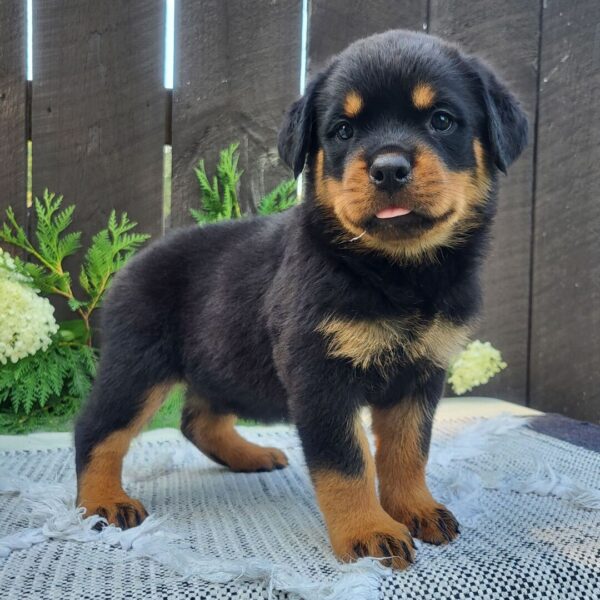 Female Rottweiler Puppy for Sale – Lady at 8 weeks old