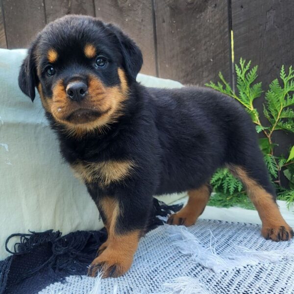 🐾 Female Rottweiler Puppy for Sale – Meet Lady 🐾 - Image 4