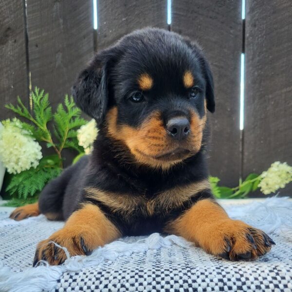 🐾 Female Rottweiler Puppy for Sale – Meet Lady 🐾 - Image 3