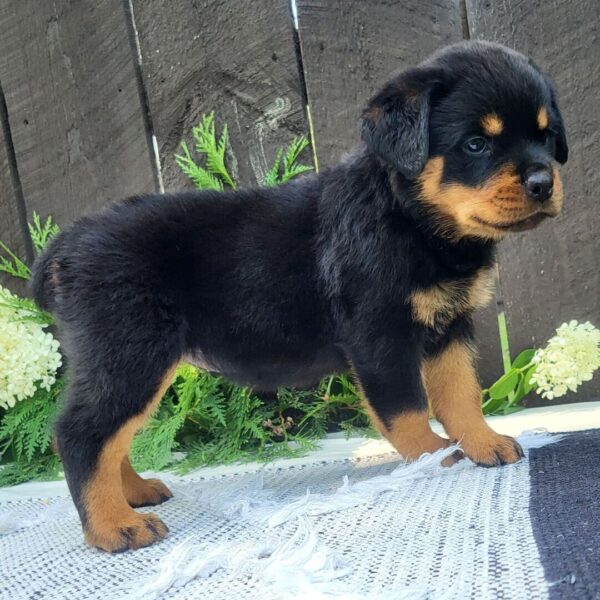 🐾 Female Rottweiler Puppy for Sale – Meet Lady 🐾 - Image 2