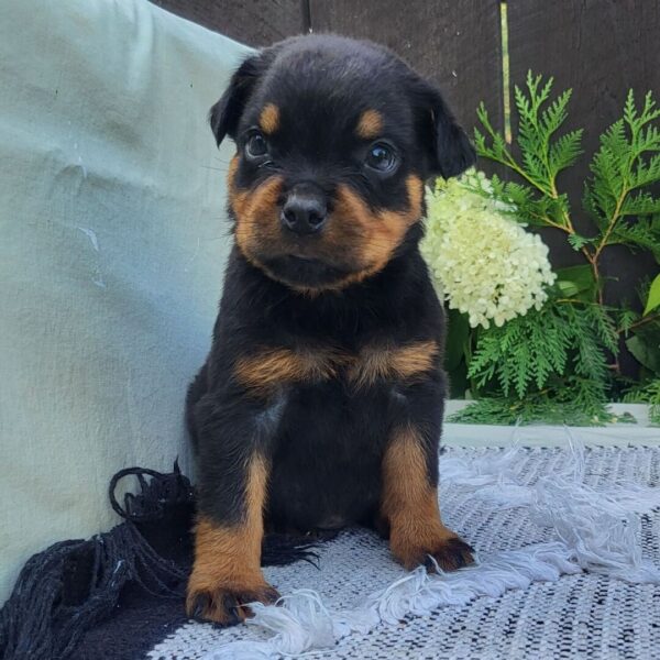 🐾 Male Rottweiler Puppy for Sale – Meet Pip 🐾 - Image 2