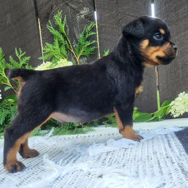 🐾 Male Rottweiler Puppy for Sale – Meet Pip 🐾 - Image 3