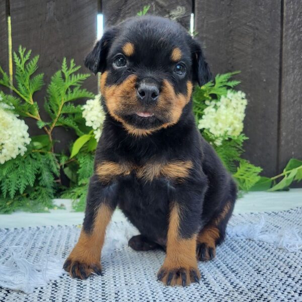 Male Rottweiler Puppy for Sale - Pip at 8 weeks old