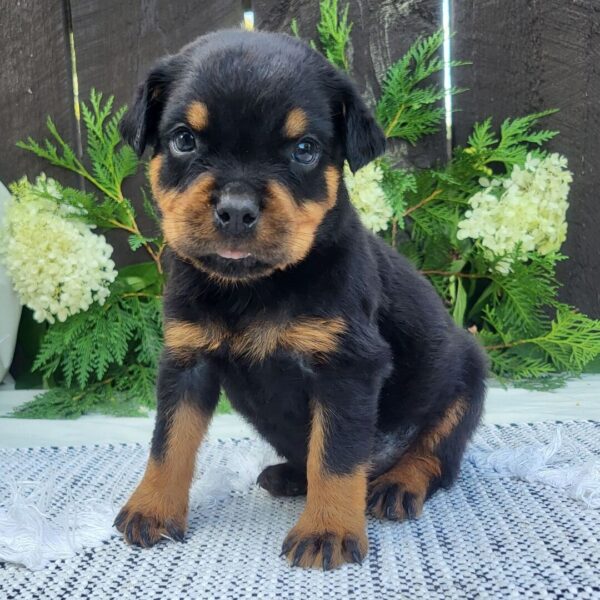 🐾 Male Rottweiler Puppy for Sale – Meet Pip 🐾 - Image 4