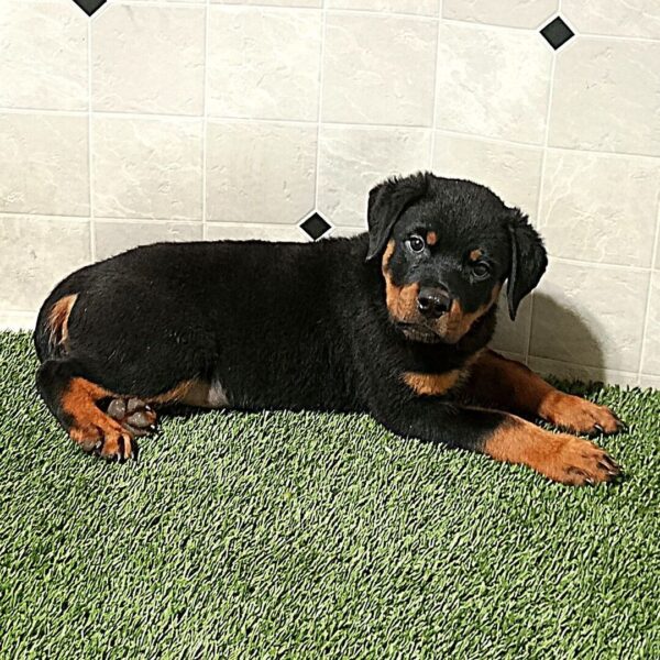 🐶  Male Rottweiler Puppy for Sale – Meet Max 🐾 - Image 2