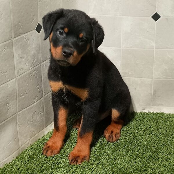 🐶  Male Rottweiler Puppy for Sale – Meet Max 🐾 - Image 5