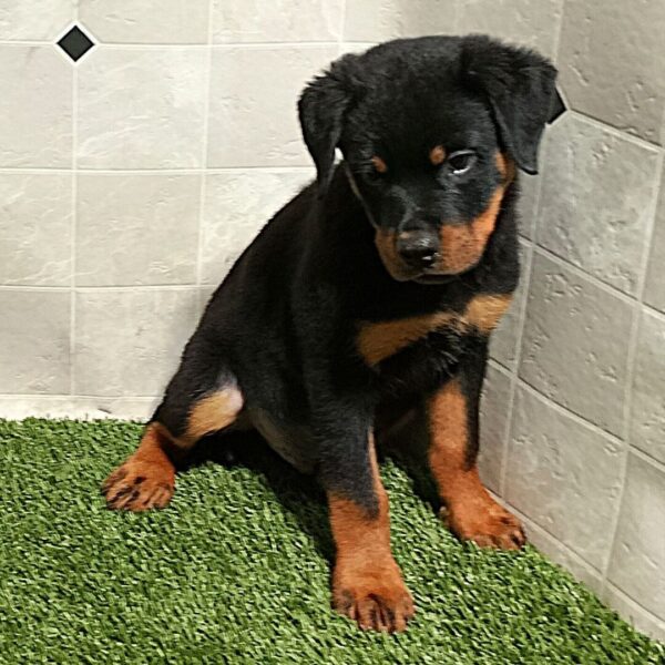 🐶  Male Rottweiler Puppy for Sale – Meet Max 🐾 - Image 3
