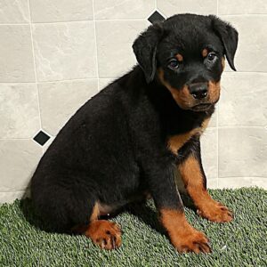 Male Rottweiler Puppy for Sale - Max at 11 weeks old