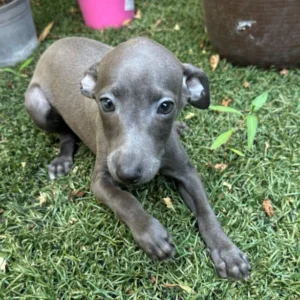 🐾 Female Italian Greyhound Puppy for Sale – Meet Spectra 🐾