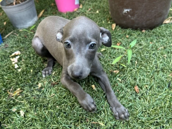 🐾 Female Italian Greyhound Puppy for Sale – Meet Spectra 🐾