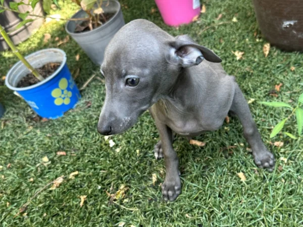 🐾 Female Italian Greyhound Puppy for Sale – Meet Spectra 🐾 - Image 2