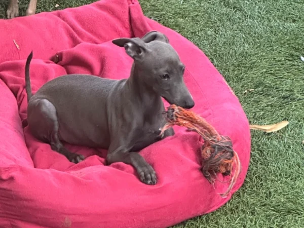 🐾 Female Italian Greyhound Puppy for Sale – Meet Spectra 🐾 - Image 4