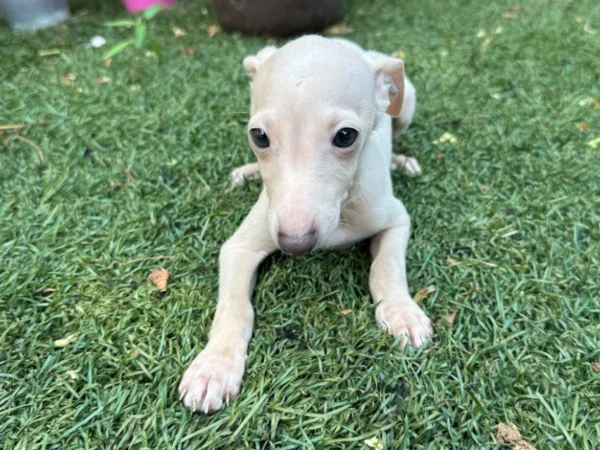 🐾 Male Italian Greyhound Puppy for Sale – Meet Titan 🐾 - Image 2