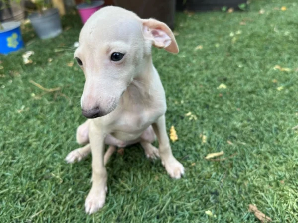 🐾 Male Italian Greyhound Puppy for Sale – Meet Titan 🐾 - Image 3