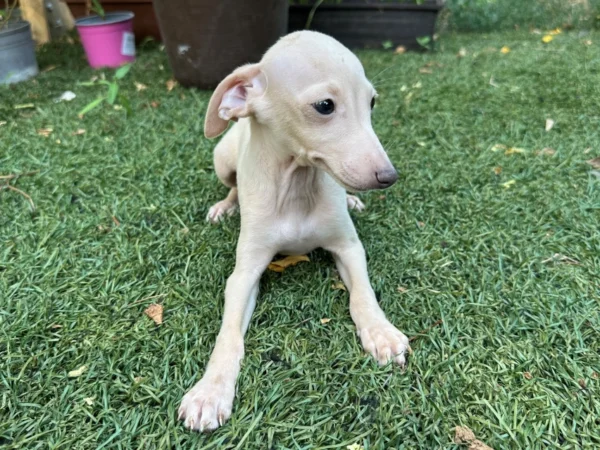 🐾 Male Italian Greyhound Puppy for Sale – Meet Titan 🐾 - Image 4
