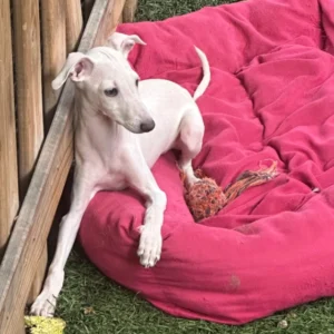 🐾 Male Italian Greyhound Puppy for Sale – Meet Titan 🐾