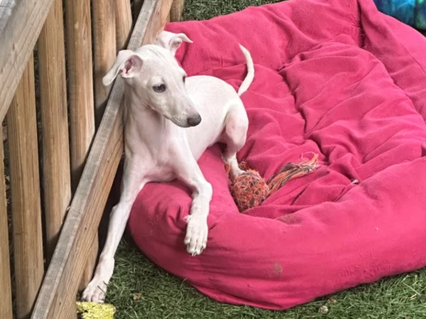 🐾 Male Italian Greyhound Puppy for Sale – Meet Titan 🐾
