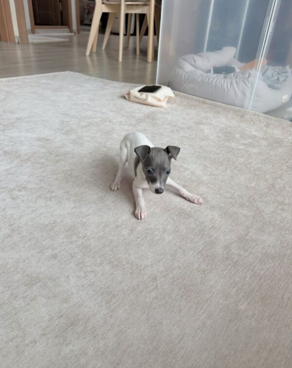 🐶 Female Italian Greyhound Puppy for Sale – Meet Lina 🐶 - Image 6