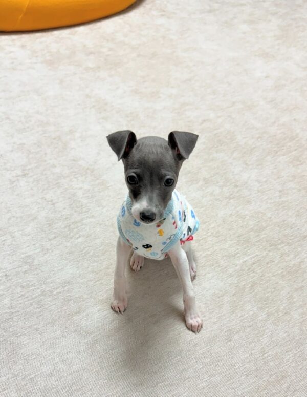 🐶 Female Italian Greyhound Puppy for Sale – Meet Lina 🐶 - Image 5
