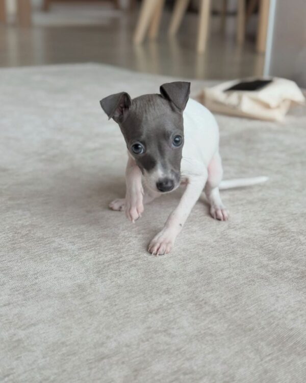 🐶 Female Italian Greyhound Puppy for Sale – Meet Lina 🐶 - Image 3