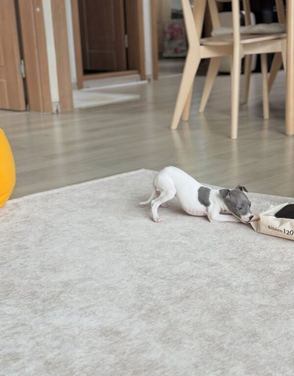 🐶 Female Italian Greyhound Puppy for Sale – Meet Lina 🐶 - Image 7
