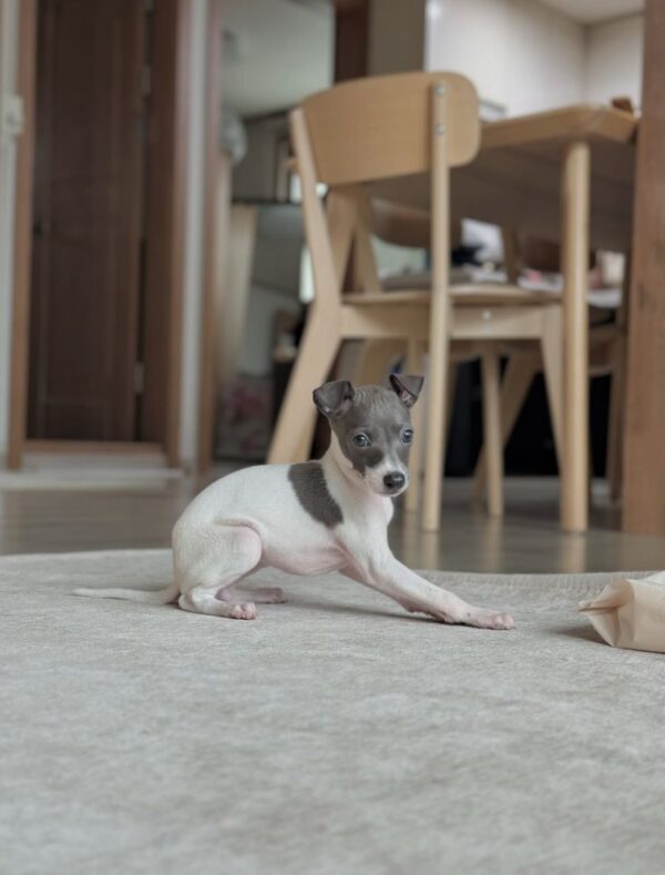 🐶 Female Italian Greyhound Puppy for Sale – Meet Lina 🐶 - Image 2
