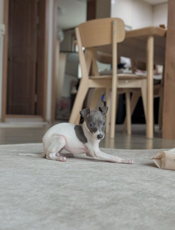 🐶 Female Italian Greyhound Puppy for Sale – Meet Lina 🐶 - Image 4