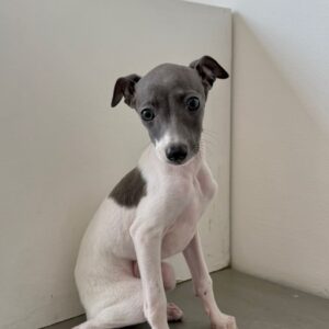 🐶 Female Italian Greyhound Puppy for Sale – Meet Lina 🐶
