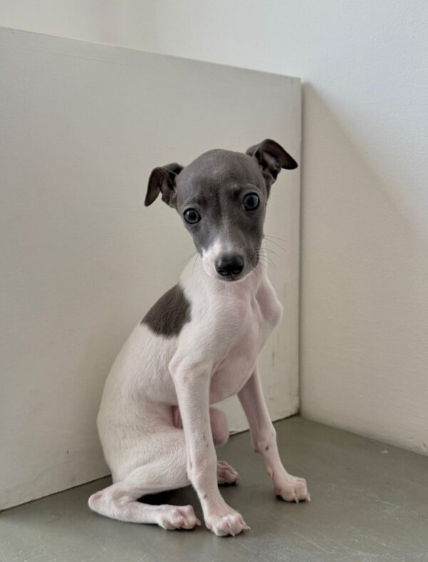 🐶 Female Italian Greyhound Puppy for Sale – Meet Lina 🐶