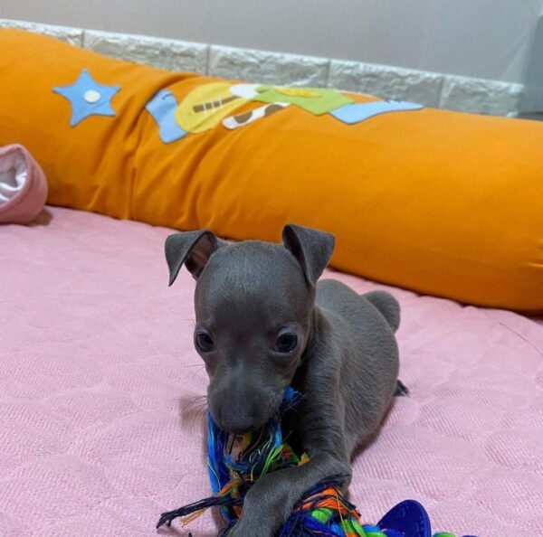 🐶 Female Italian Greyhound Puppy for Sale – Meet Julie 🐶 - Image 11