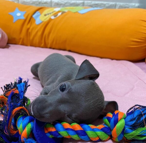 🐶 Female Italian Greyhound Puppy for Sale – Meet Julie 🐶 - Image 10