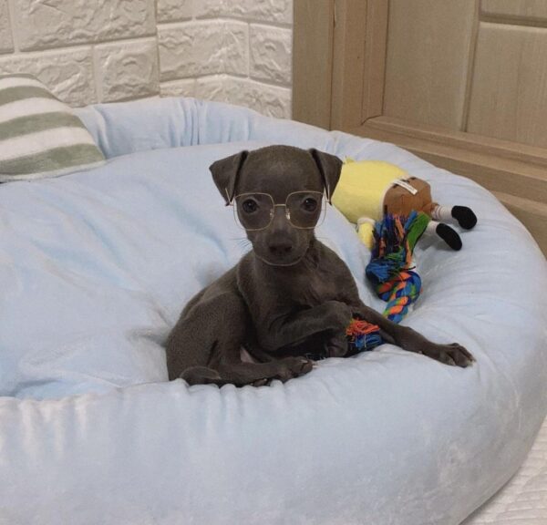 🐶 Female Italian Greyhound Puppy for Sale – Meet Julie 🐶 - Image 9