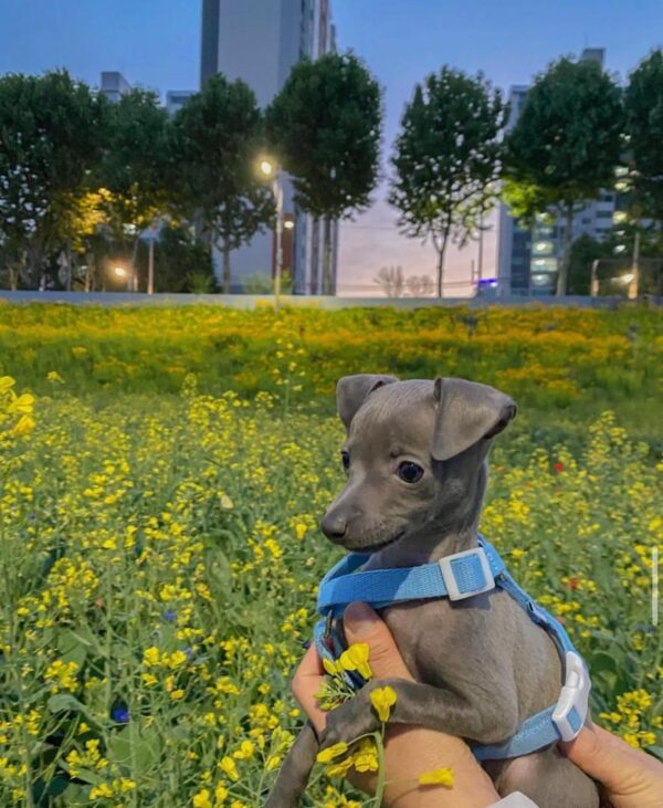 🐶 Female Italian Greyhound Puppy for Sale – Meet Julie 🐶 - Image 8