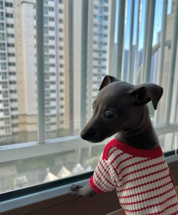 🐶 Female Italian Greyhound Puppy for Sale – Meet Julie 🐶 - Image 7