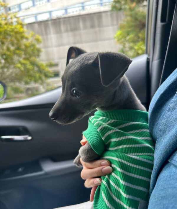 🐶 Female Italian Greyhound Puppy for Sale – Meet Julie 🐶 - Image 5