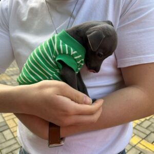 🐶 Female Italian Greyhound Puppy for Sale – Meet Julie 🐶